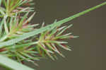 Oneflower flatsedge